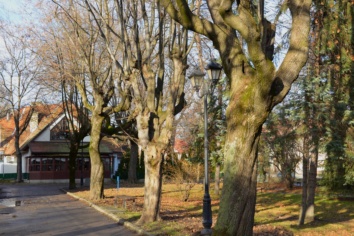 Spacer dendrologiczny po Plantach Salinarnych