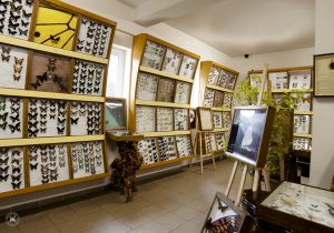 Muzeum Motyli ARTHROPODA